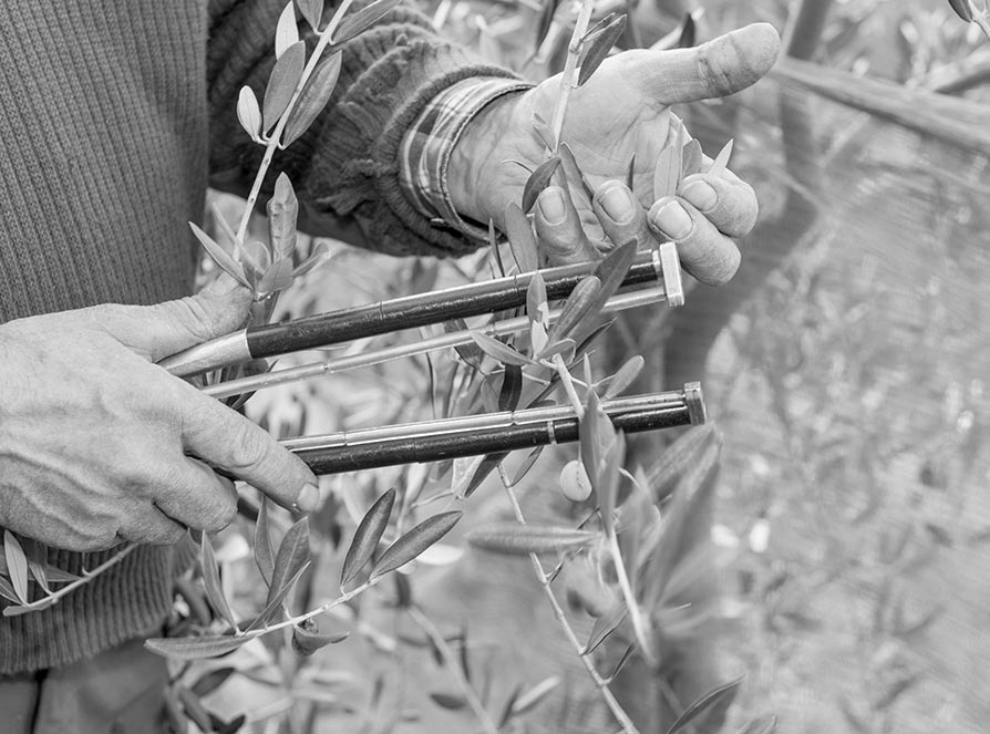 Von einer Idee Azienda Agricola Prione