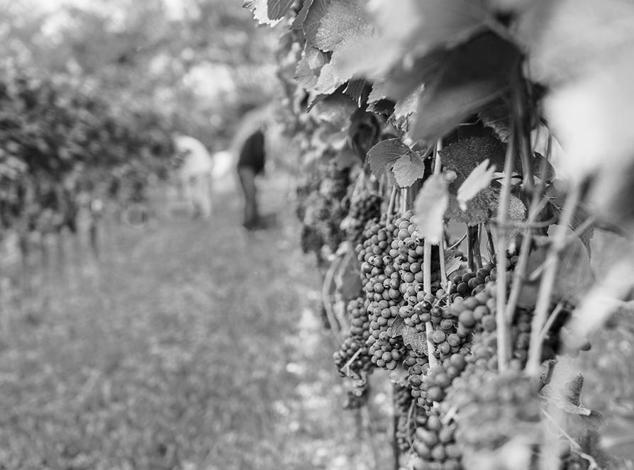 Ein Ort Azienda Agricola Prione