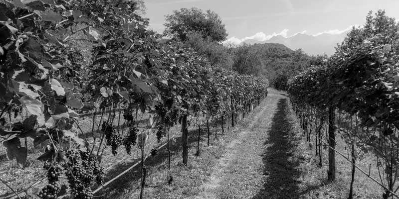 Die Weinberge, Azienda Agricola Prione